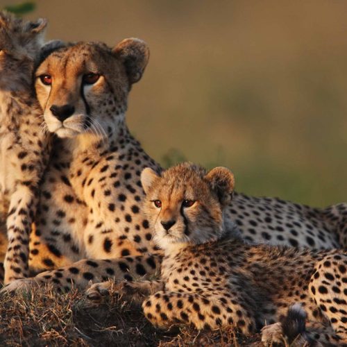 4-Day Serengeti & Ngorongoro Safari in Tanzania