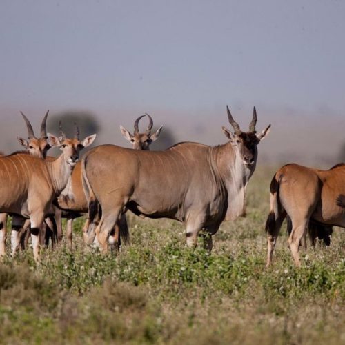 4-DAY NDUTU CALVING SEASON SAFARI