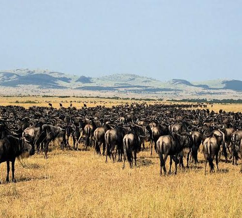  5 days Ndutu Calving Season Safari – Great Migration & Wildlife