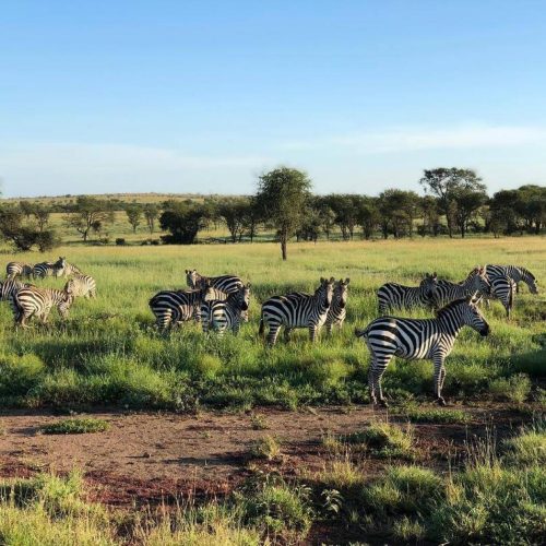5 Day Ndutu Migration Safari