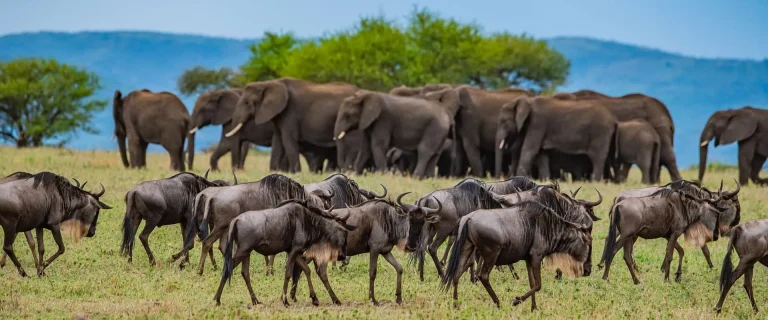 wildebeast_0